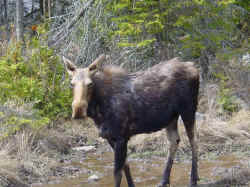a-moose.jpg (400006 Byte)